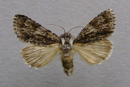 Chevelure dorée (La)