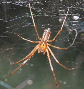 Linyphie triangulaire
