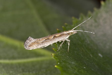Plutella xylostella