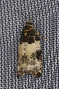 Gypsonoma sociana