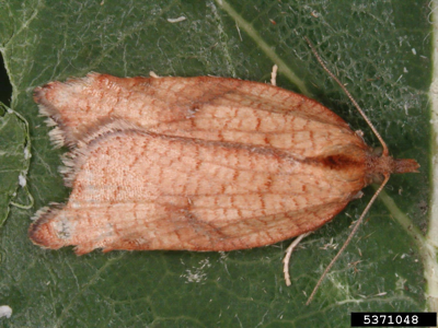 Acleris rhombana