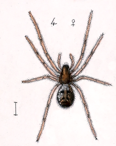 Tapinopa longidens