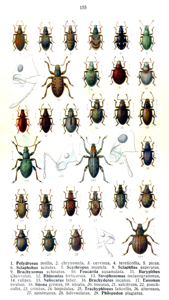 Sitona sulcifrons