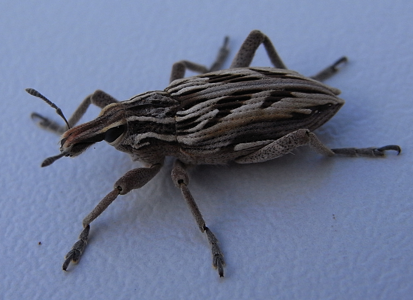 Coniocleonus nigrosuturatus