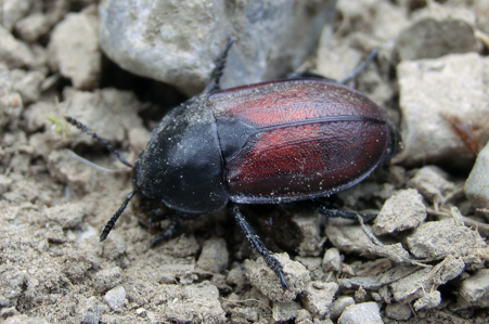 Silpha tyrolensis