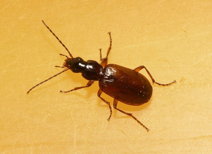 Agonum thoreyi