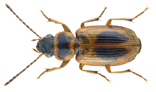 Acupalpus maculatus