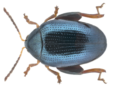 Psylliodes chalcomera