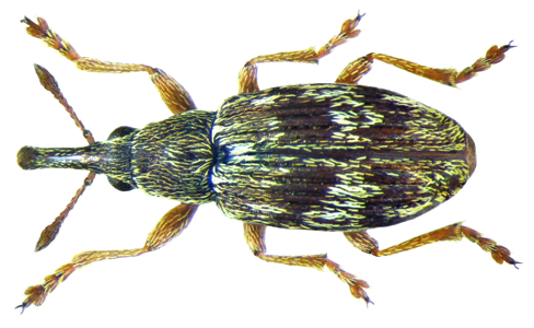 Taeniapion urticarium