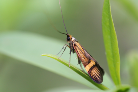 Nemophora degeerella