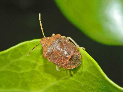 Dryadocoris apicalis