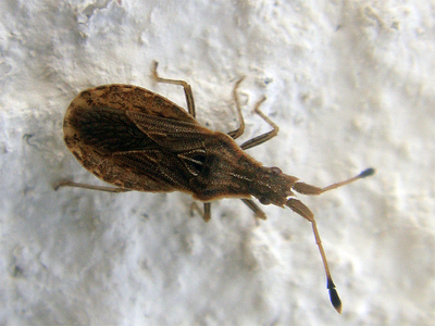 Spathocera lobata