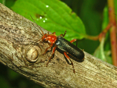 Cantharis livida