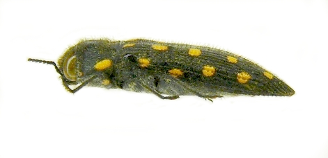 Acmaeodera degener