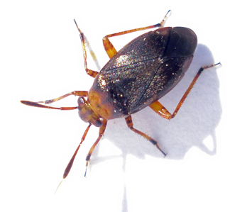 Capsus ater