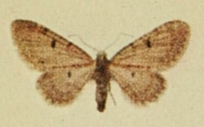 Eupithécie du Thym (L')