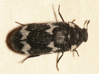 Dermeste zèbre