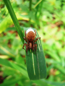 Alopecosa sulzeri