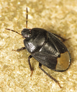 Sehirus luctuosus
