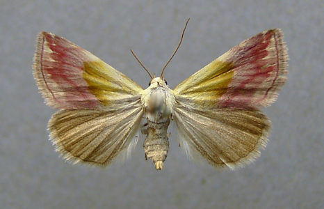 Noctuelle purpurine (La)