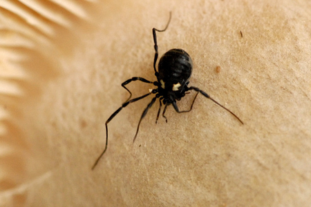 Nemastoma bimaculatum