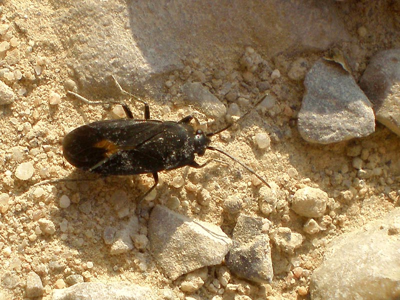 Aphanus de Rolander