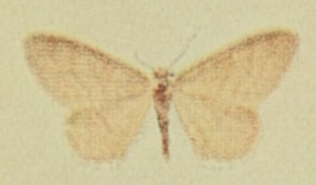 Acidalie diluée (L')