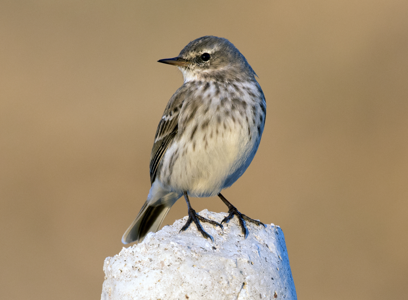 Pipit spioncelle