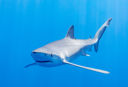 Requin bleu