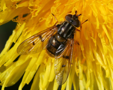 Ferdinandea cuprea