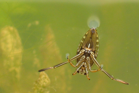 Notonecte glauque