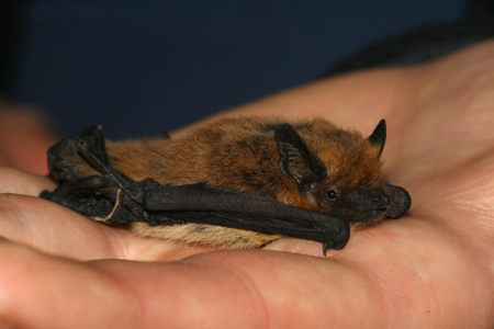 Pipistrelle de Kuhl