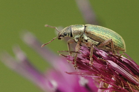 Polydrusus pterygomalis