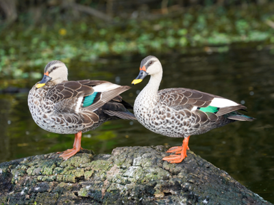 Canard à bec tacheté