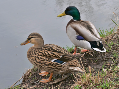 Canard colvert