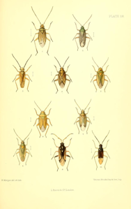 Oncotylus viridiflavus