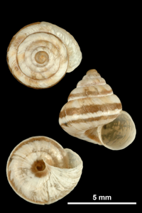 Cornet des dunes