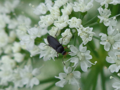 Anaspis frontalis