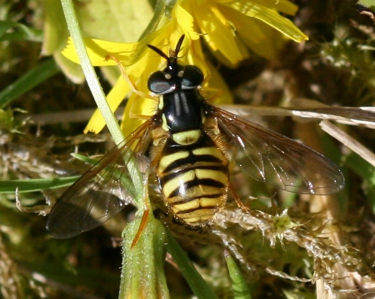 Chrysotoxum arcuatum