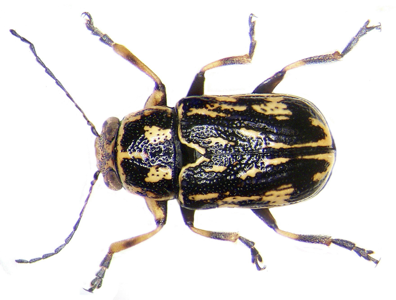 Pachybrachis hippophaes