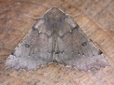 Ennomos dentelé (L')