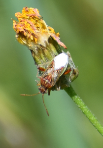 Stictopleurus pictus