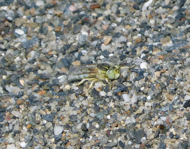 Bembix olivacea