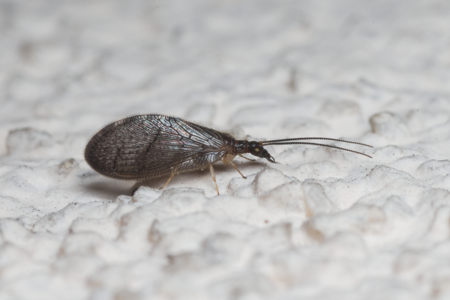 Sisyra nigra
