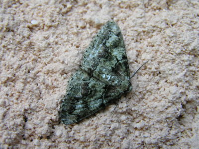 Boarmie des Lichens (La)