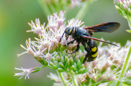 Colpa sexmaculata