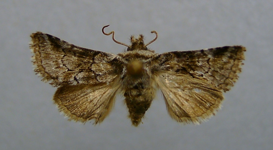 Cléophane concave (La)