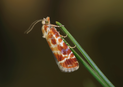 Rhyacionia buoliana