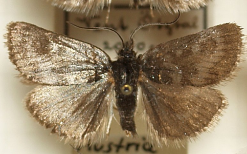 Hercyne rupicole