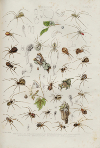 Theridion melanurum